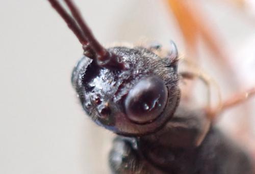 Réf. 346 511 : Helcon sp.